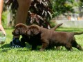 labrador-retriver-stenci-small-3