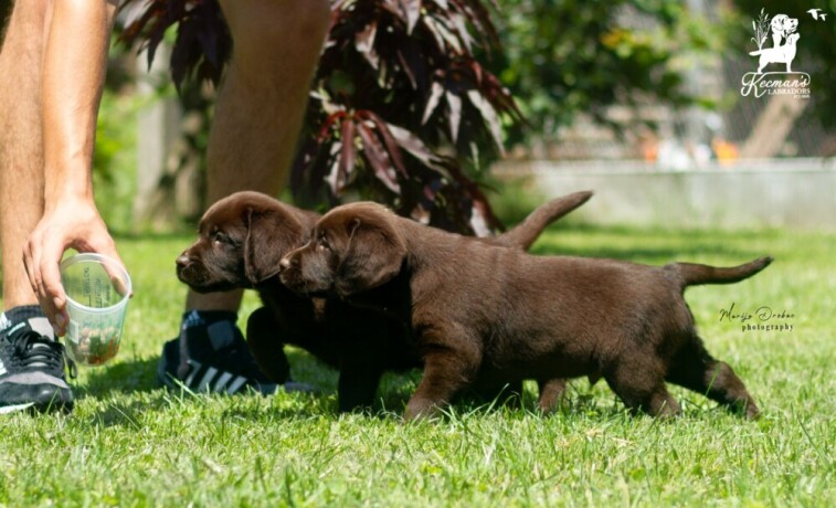 labrador-retriver-stenci-big-3