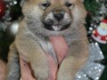 shiba-inu-stenci-small-4