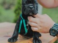 cane-corso-stenci-small-3