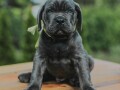 cane-corso-stenci-small-2