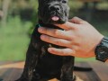 cane-corso-stenci-small-4