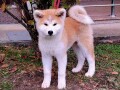 akita-inu-small-2