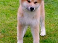 akita-inu-small-1