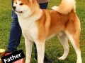 akita-inu-small-0