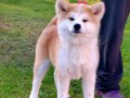 akita-inu-small-3