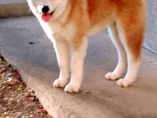 Akita Inu