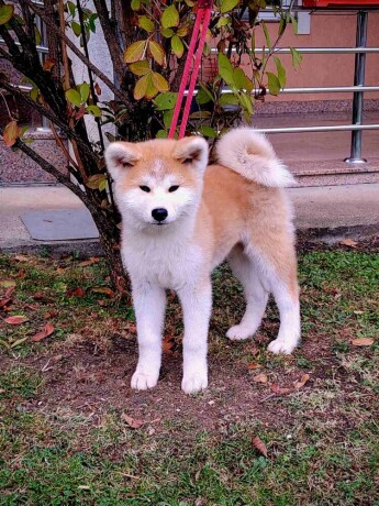 akita-inu-big-2