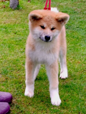 akita-inu-big-1