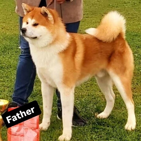 akita-inu-big-0