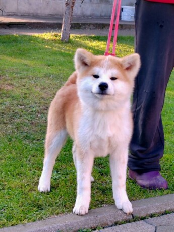 akita-inu-big-3