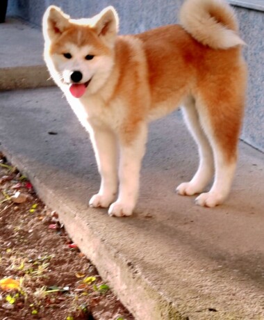 akita-inu-big-4