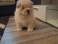 chow-chow-small-0