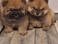 chow-chow-small-1