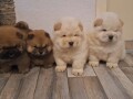 chow-chow-small-2