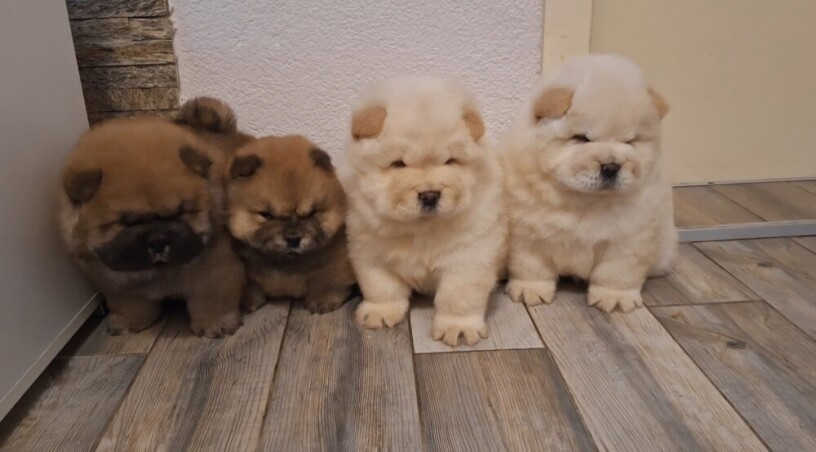 chow-chow-big-2