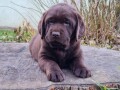 labrador-retriver-cokoladni-stenci-small-2