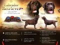 labrador-retriver-cokoladni-stenci-small-4