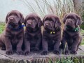 labrador-retriver-cokoladni-stenci-small-1