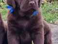 labrador-retriver-cokoladni-stenci-small-3