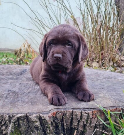 labrador-retriver-cokoladni-stenci-big-2