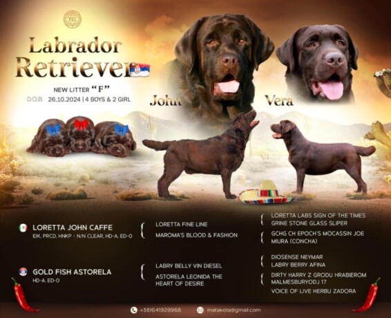 labrador-retriver-cokoladni-stenci-big-4