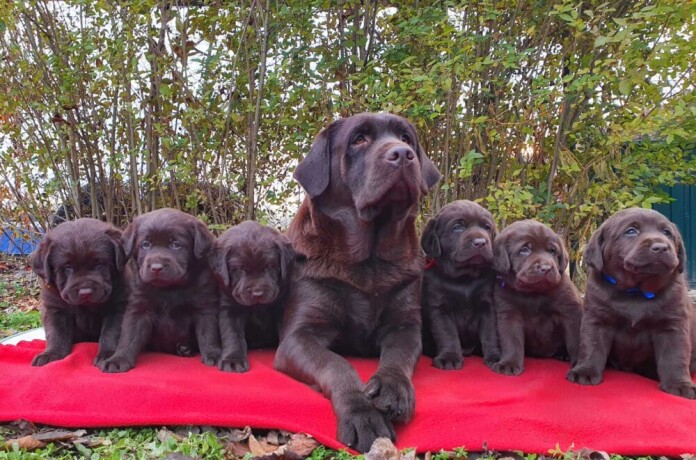 labrador-retriver-cokoladni-stenci-big-0