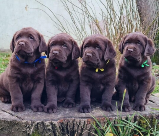 labrador-retriver-cokoladni-stenci-big-1