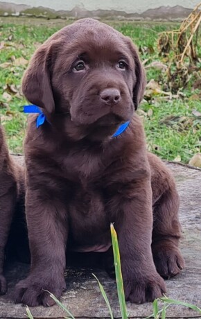 labrador-retriver-cokoladni-stenci-big-3