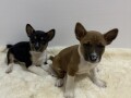 basenji-stenci-povoljno-small-2