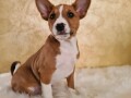 basenji-stenci-povoljno-small-4