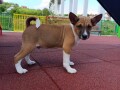 basenji-stenci-povoljno-small-1