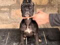 cane-corso-stenci-small-4