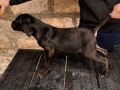 cane-corso-stenci-small-2