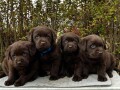 labrador-retriver-cokoladni-stenci-na-prodaju-small-1