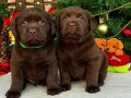 labrador-retriver-cokoladni-stenci-na-prodaju-small-2