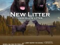 labrador-retriver-cokoladni-stenci-na-prodaju-small-3