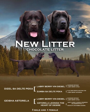 labrador-retriver-cokoladni-stenci-na-prodaju-big-3