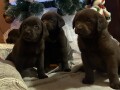 cokoladni-i-crni-stenci-labrador-retrievera-small-3