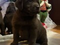 cokoladni-i-crni-stenci-labrador-retrievera-small-0