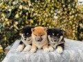 shiba-inu-stenci-small-1