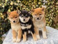 shiba-inu-stenci-small-4