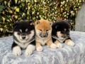 shiba-inu-stenci-small-3