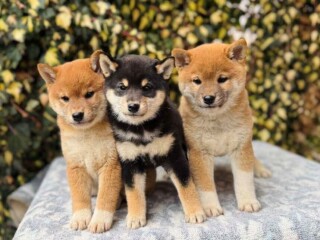 Shiba Inu stenci