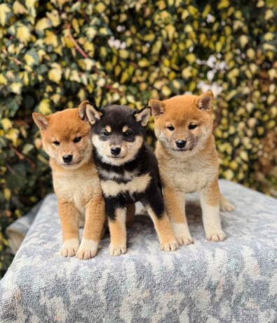 shiba-inu-stenci-big-4