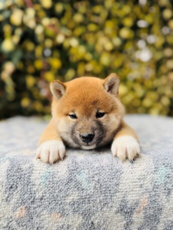 shiba-inu-stenci-big-2