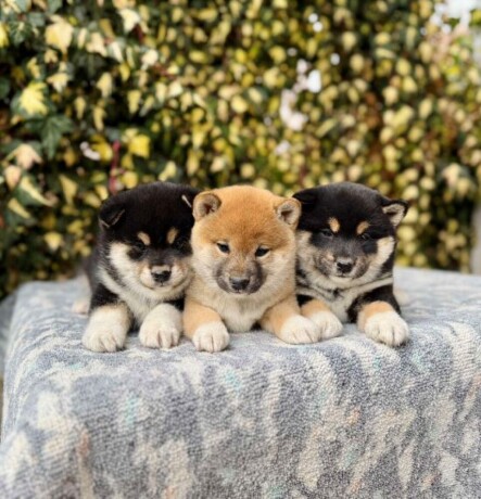 shiba-inu-stenci-big-0