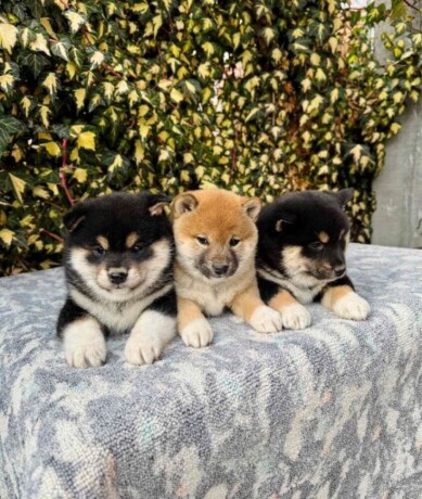 shiba-inu-stenci-big-3