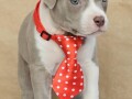 american-bully-pocket-small-2