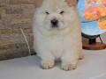 chow-chow-small-3